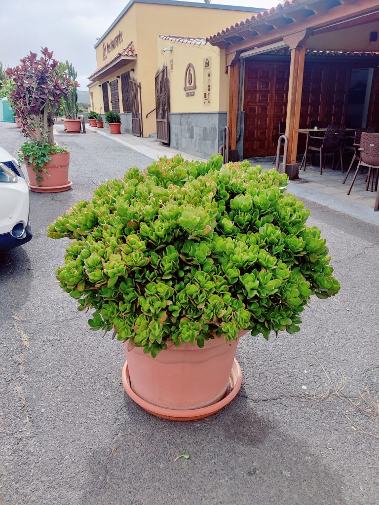 Crassula_ovata_full_up4