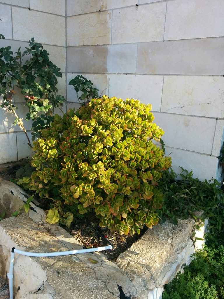 Crassula_ovata_full_yellow_up1