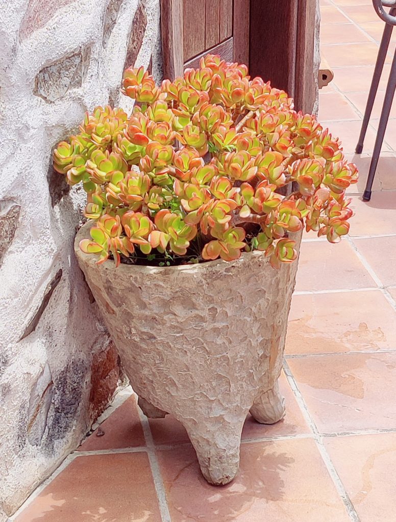 Crassula_ovata_full_yellow_up2_cut_up