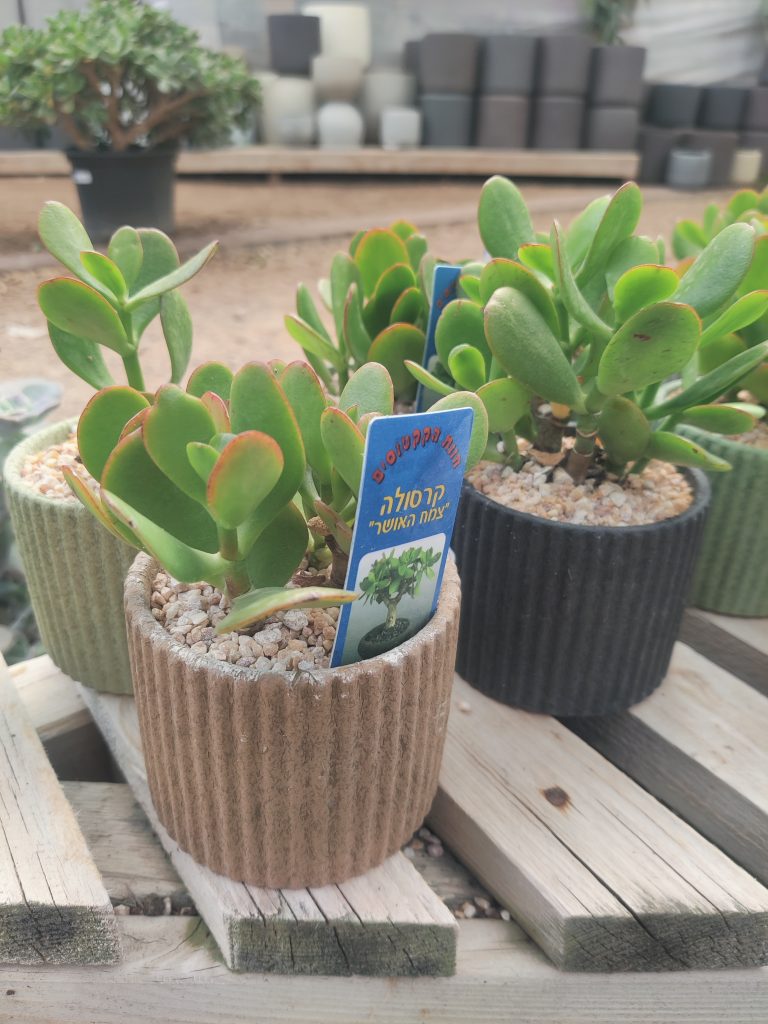 Crassula_ovata_small_pot_up1