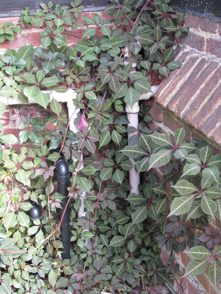 Parthenocissus_henryana_England_up1