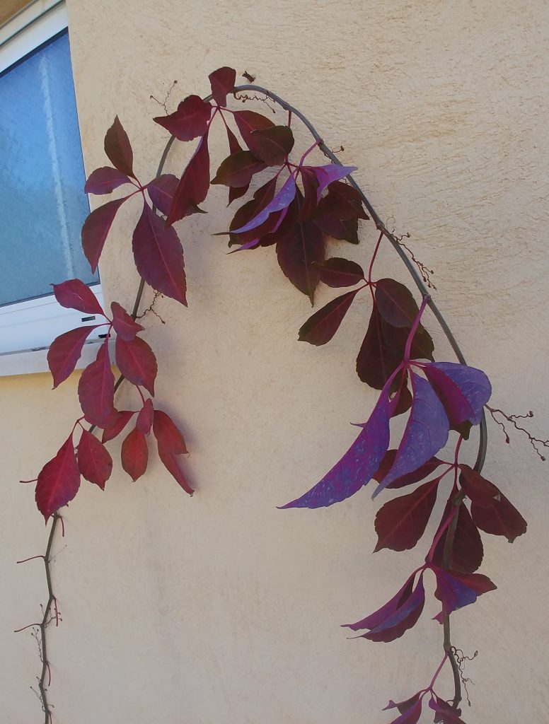 Parthenocissus_henryana_fall_cut_up