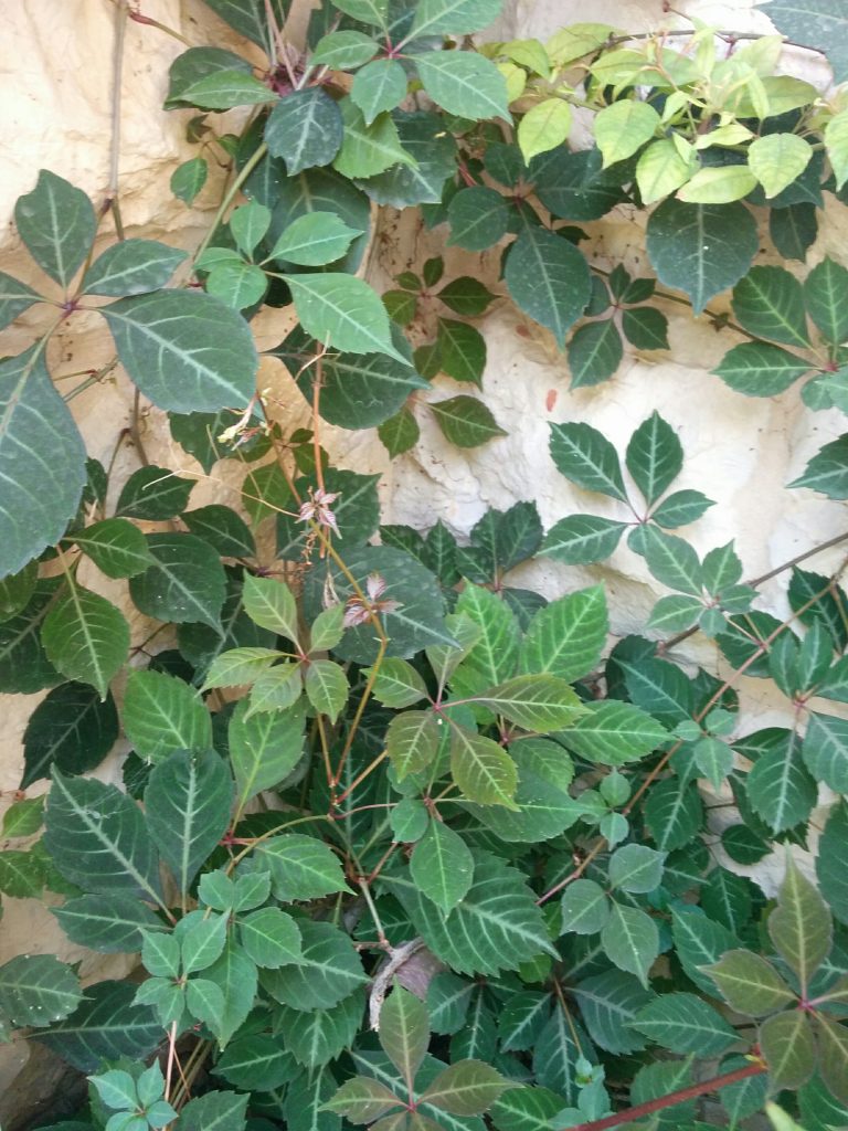 Parthenocissus_henryana_full_up1