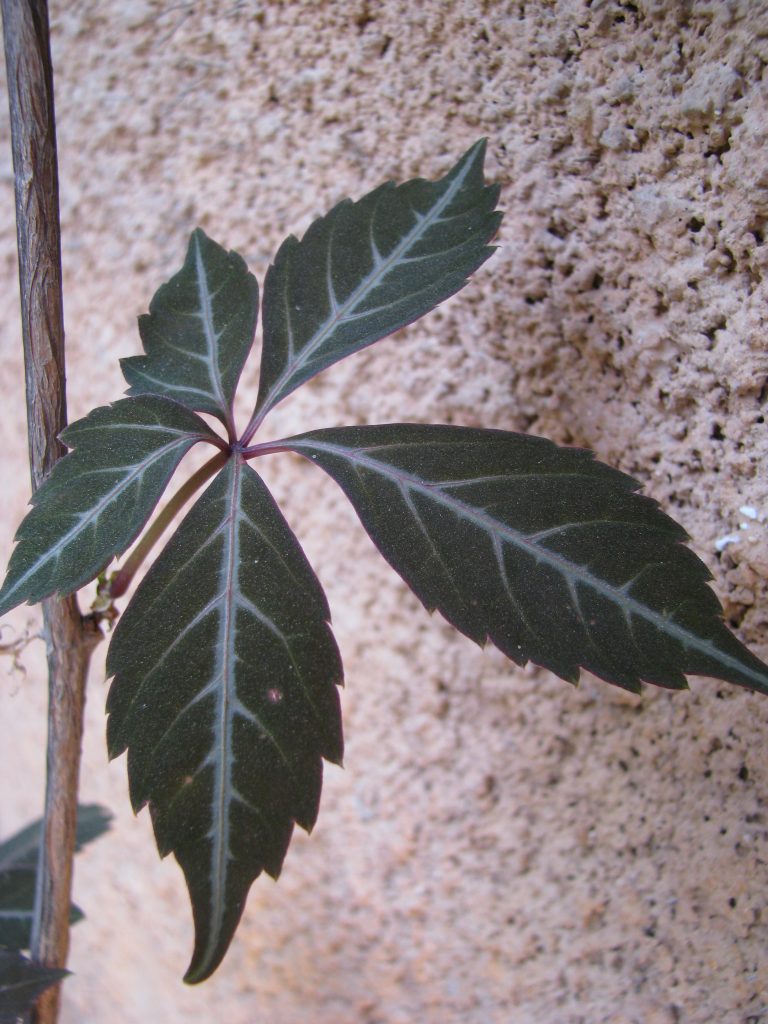 Parthenocissus_henryana_leaf_up1