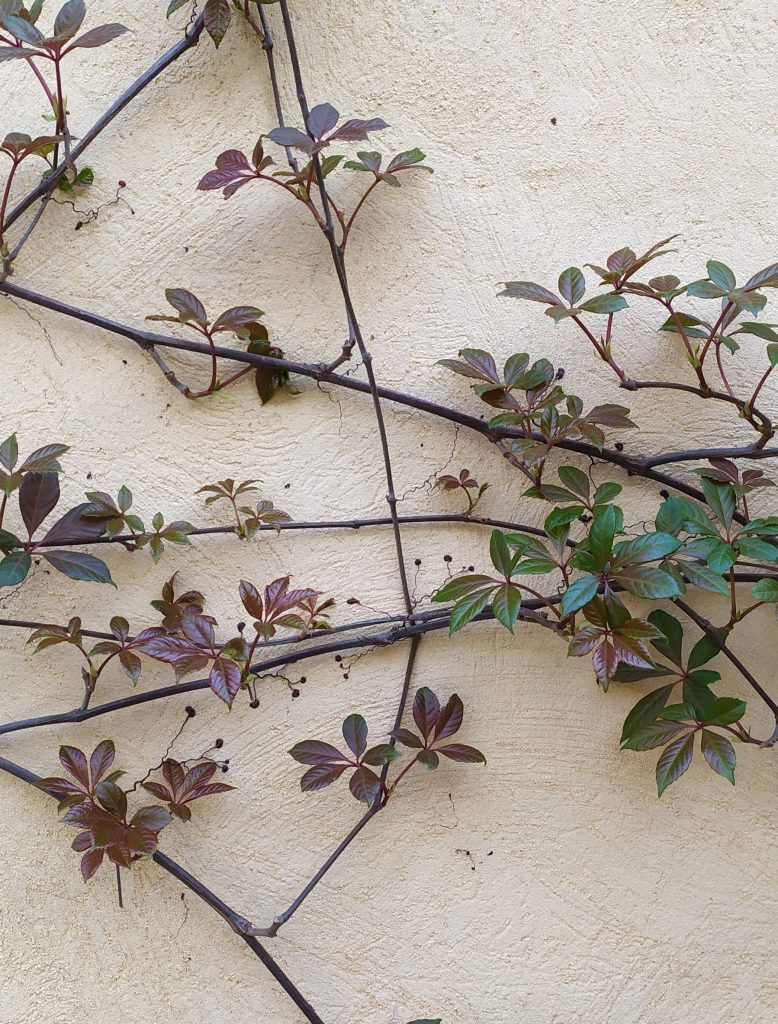 Parthenocissus_henryana_new_leaves_cut_up