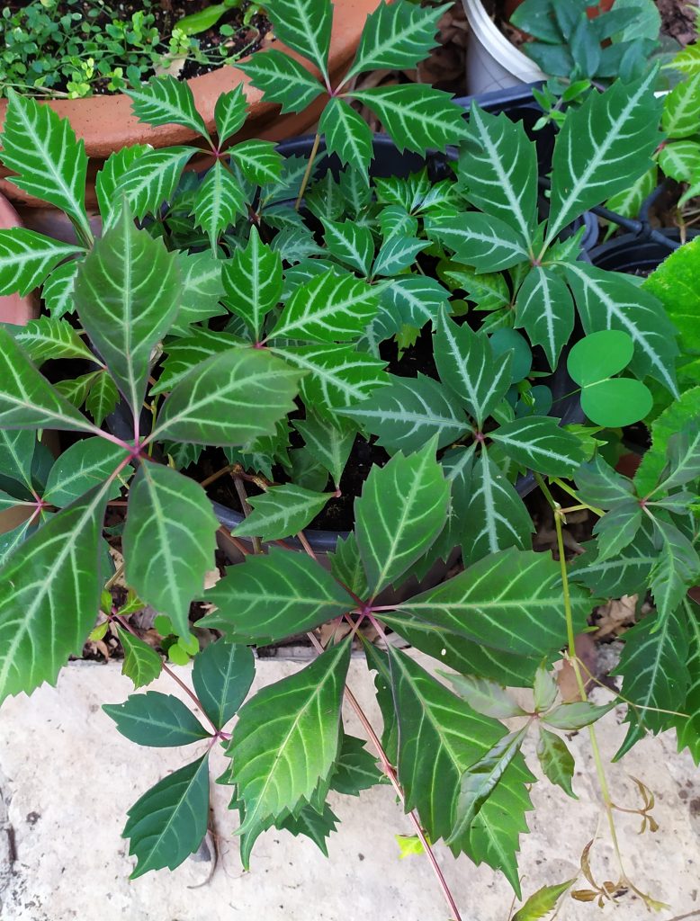 Parthenocissus_henryana_young_leaves1_cut_up