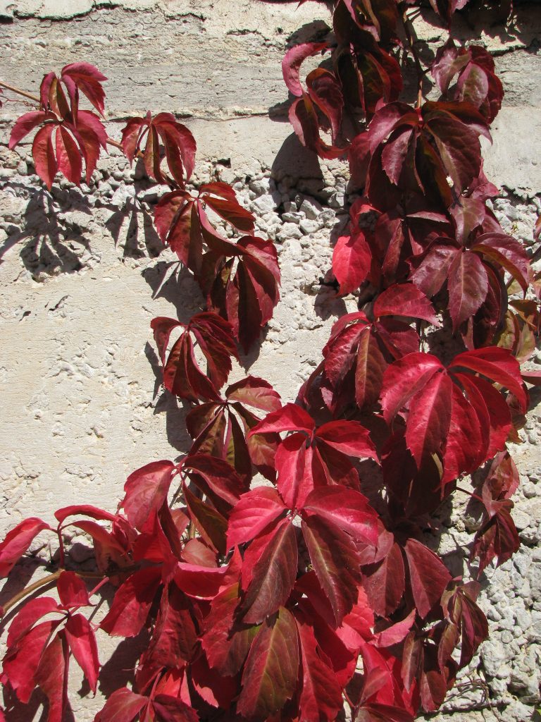 Parthenocissus_quinquefolia_Guli_red_up1