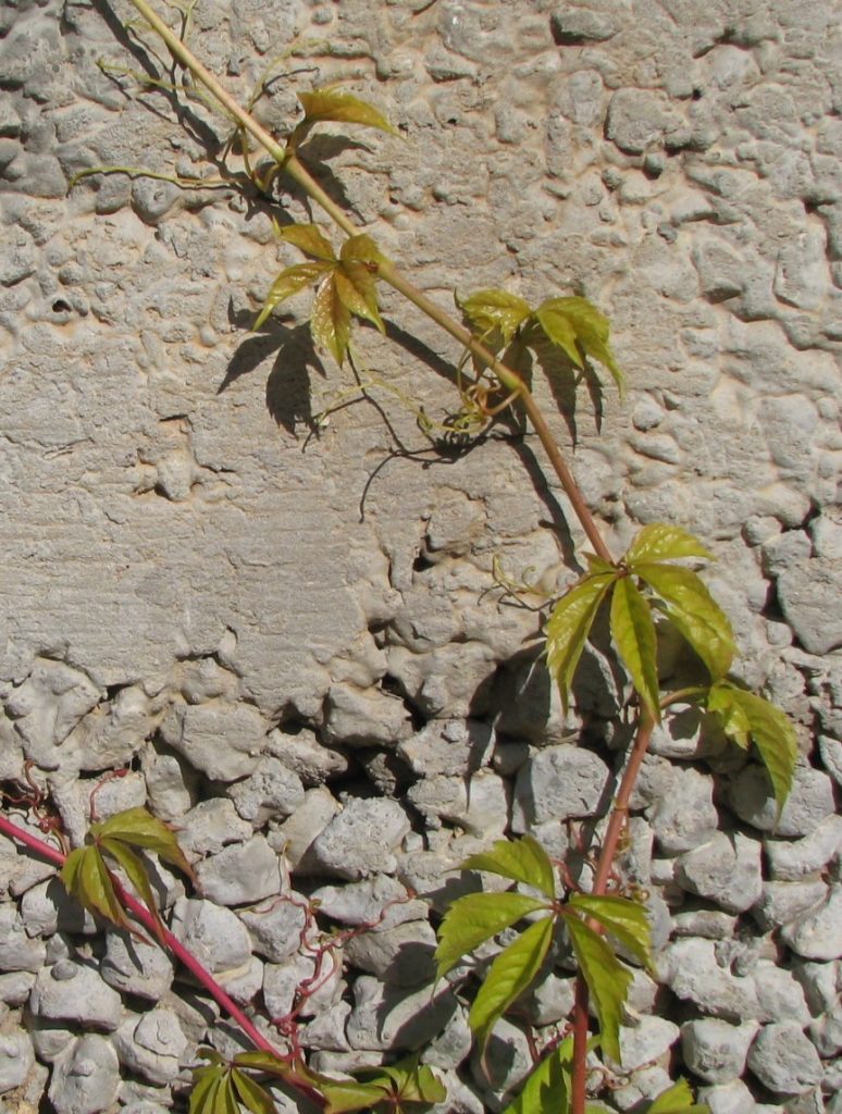 Parthenocissus_quinquefolia_Guli_young_cut_up