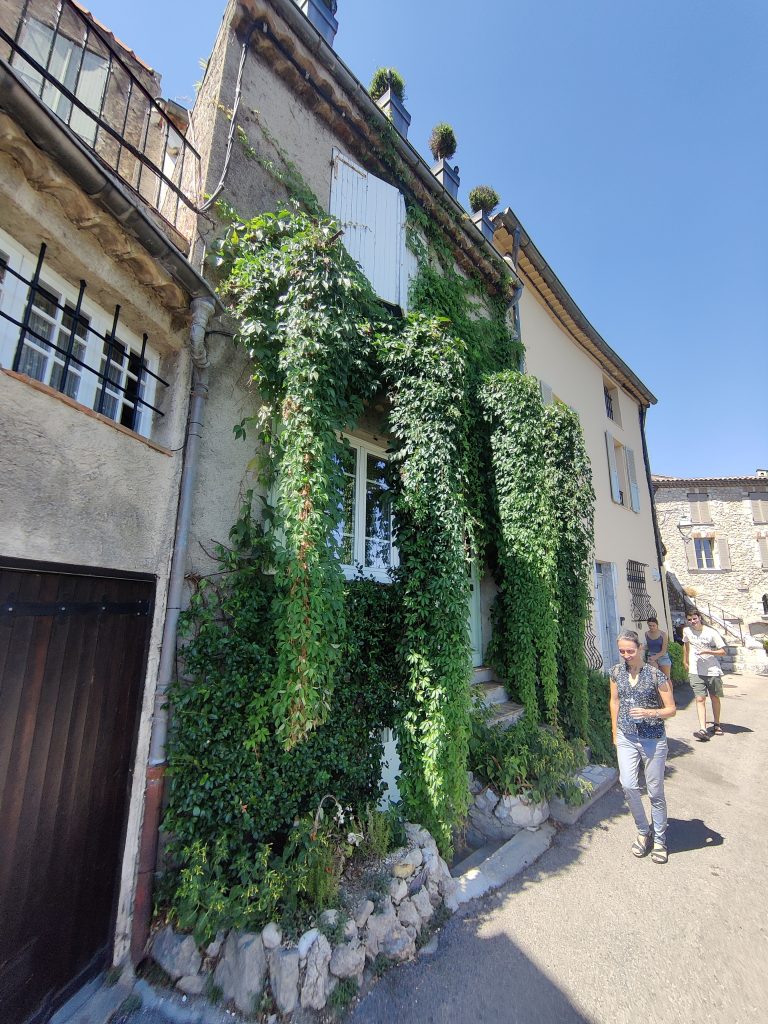 Parthenocissus_quinquefolia_green_large