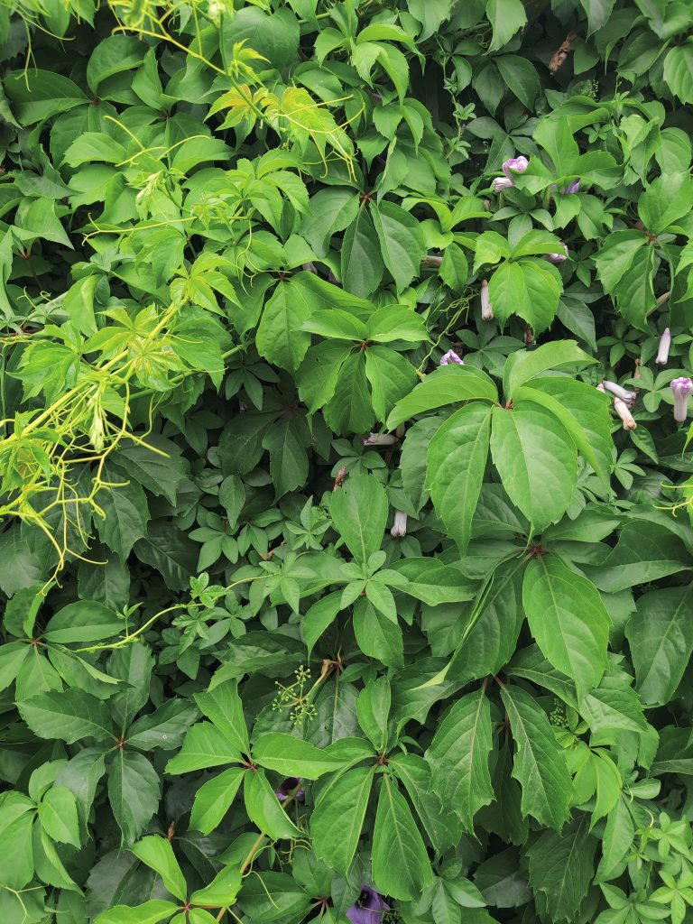 Parthenocissus_quinquefolia_green_up1