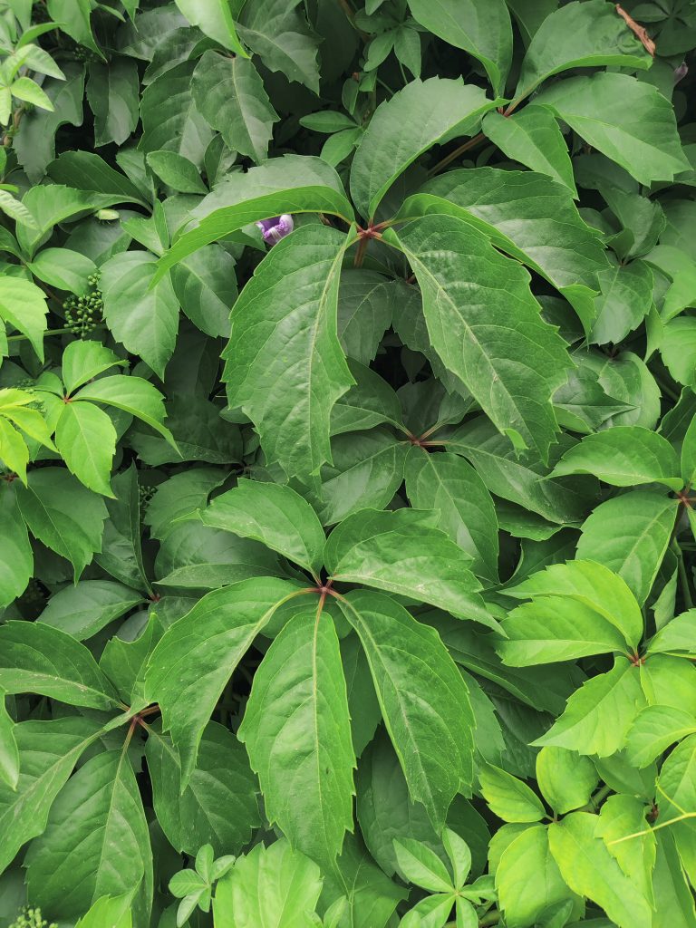 Parthenocissus_quinquefolia_green_up2