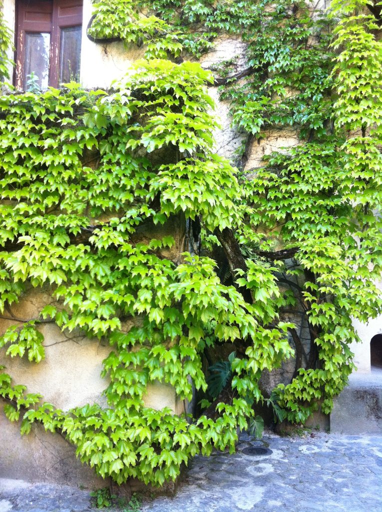 Parthenocissus_tricuspidata_green_up1