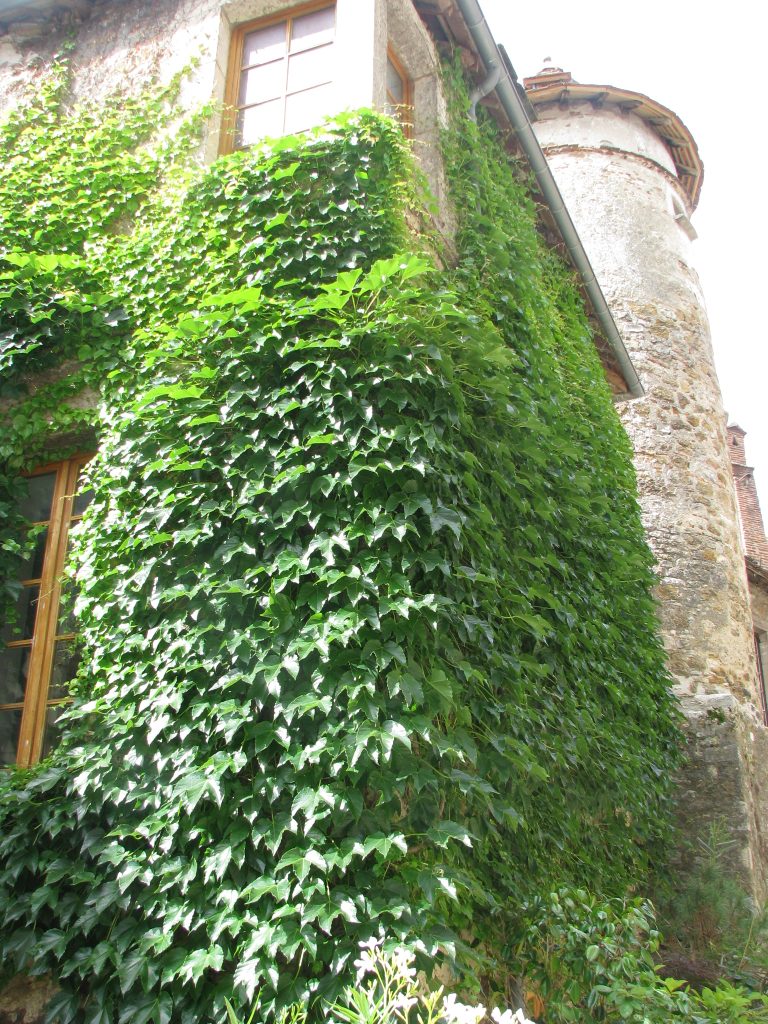 Parthenocissus_tricuspidata_green_up2