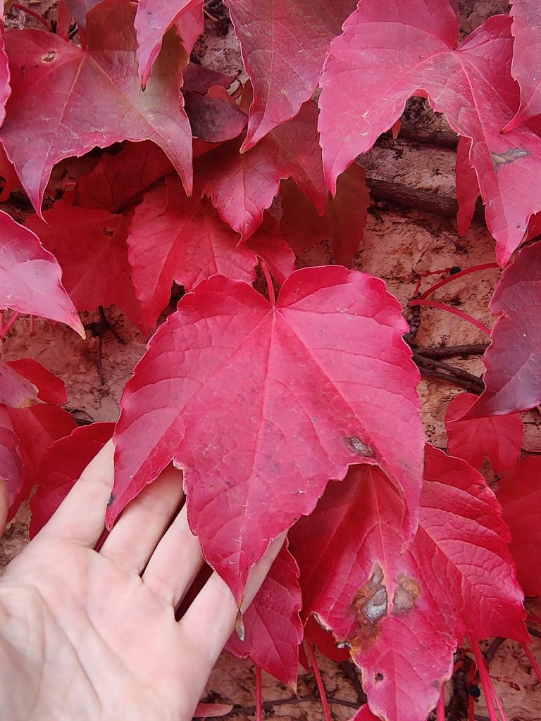 Parthenocissus_tricuspidata_red_hand_up