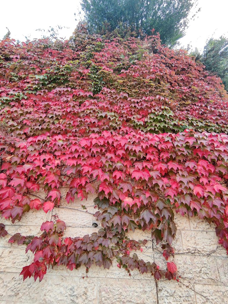 Parthenocissus_tricuspidata_red_up1