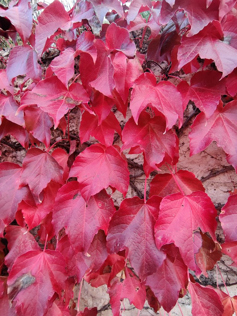 Parthenocissus_tricuspidata_red_up2