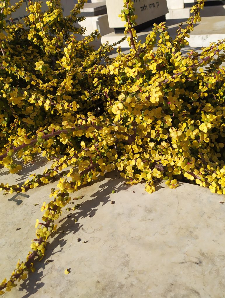 Portulacaria_afra_Aurea_full1_cut_up