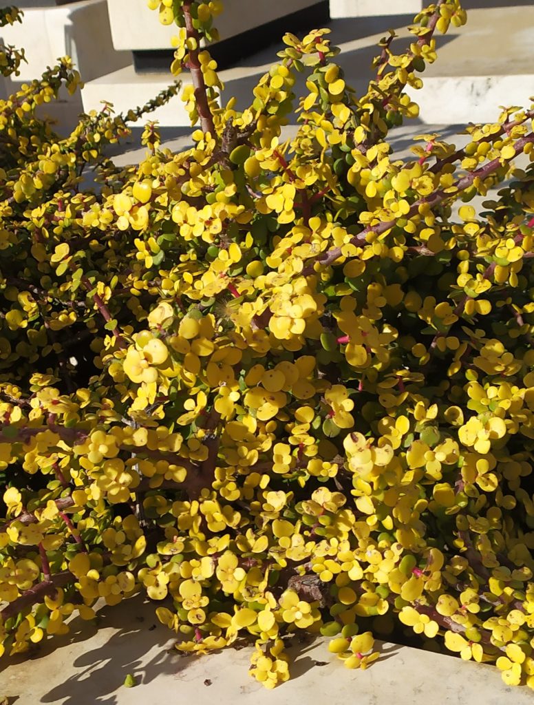 Portulacaria_afra_Aurea_full1_cut_up_leaves