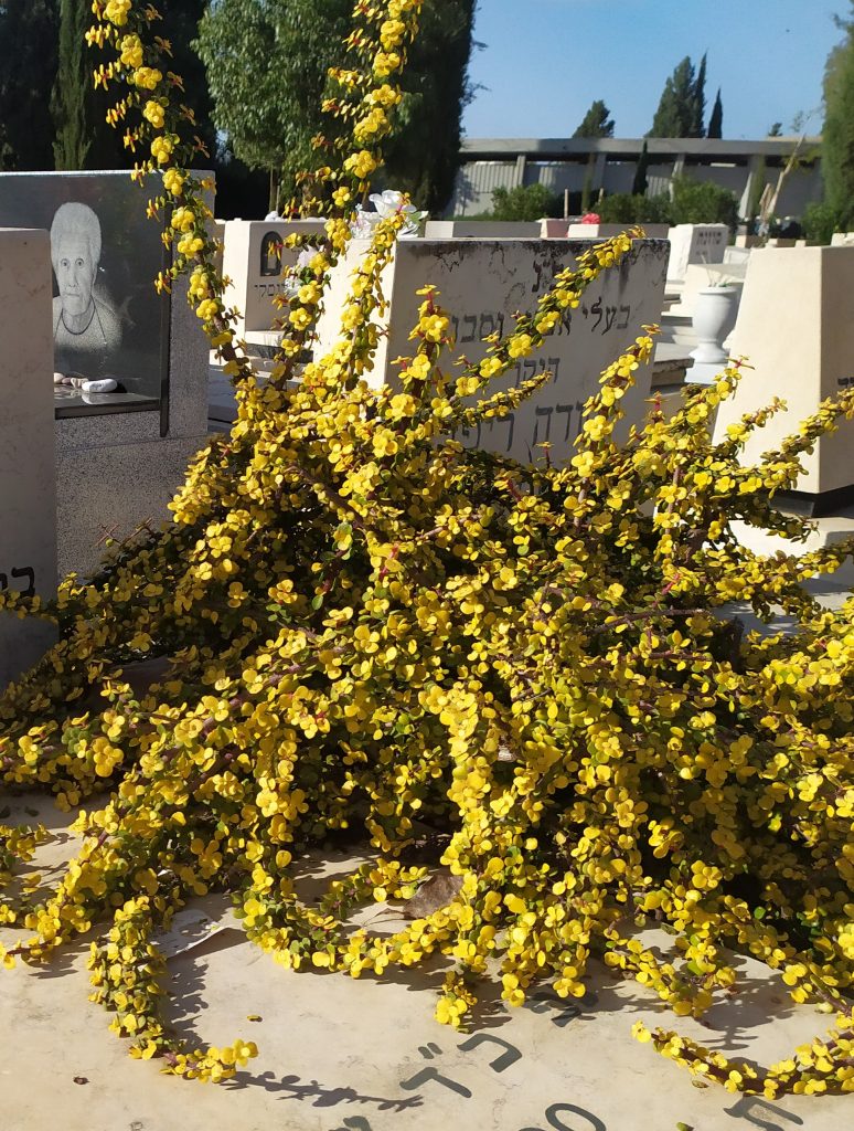 Portulacaria_afra_Aurea_full2_cut_up