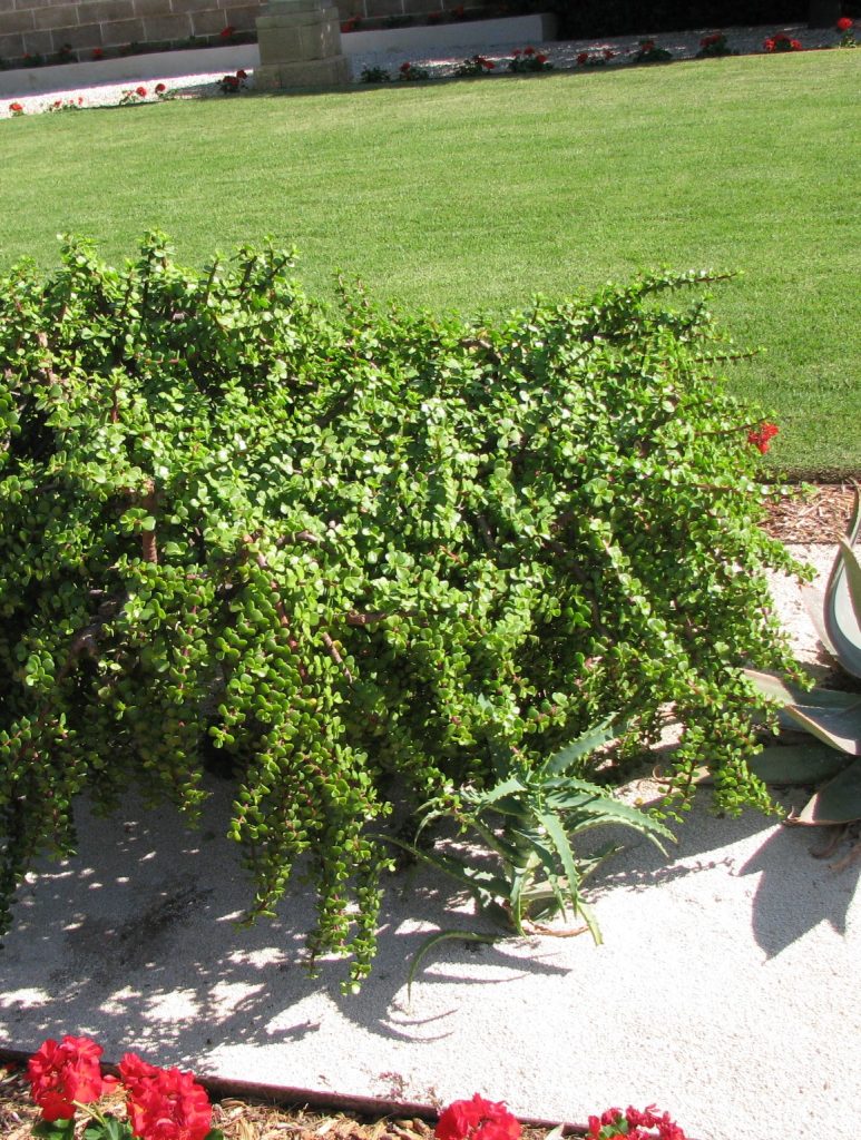 Portulacaria_afra_Prostrata_full1_cut_up