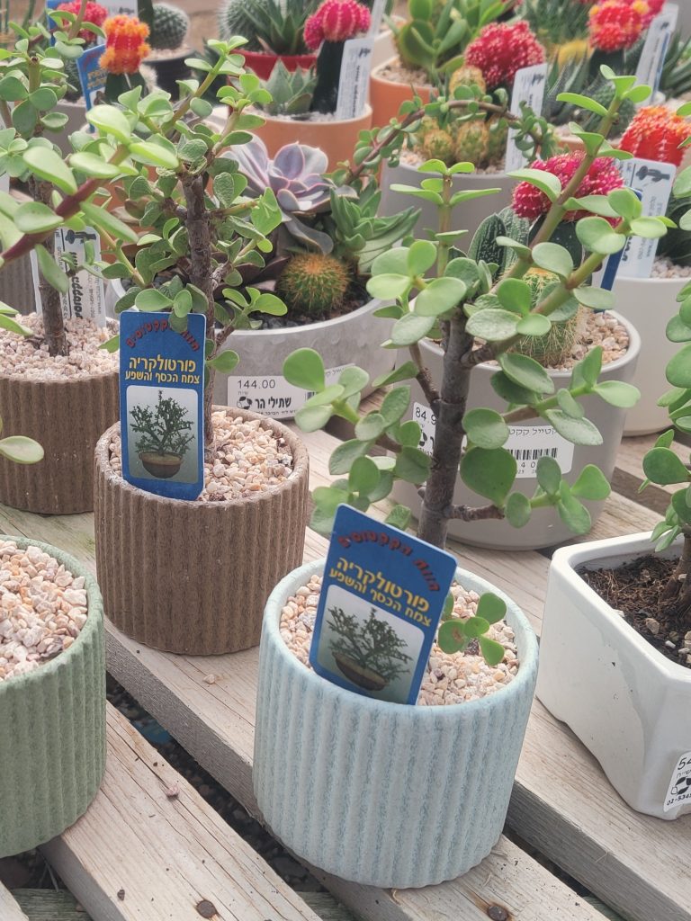 Portulacaria_afra_pot2_cut_up