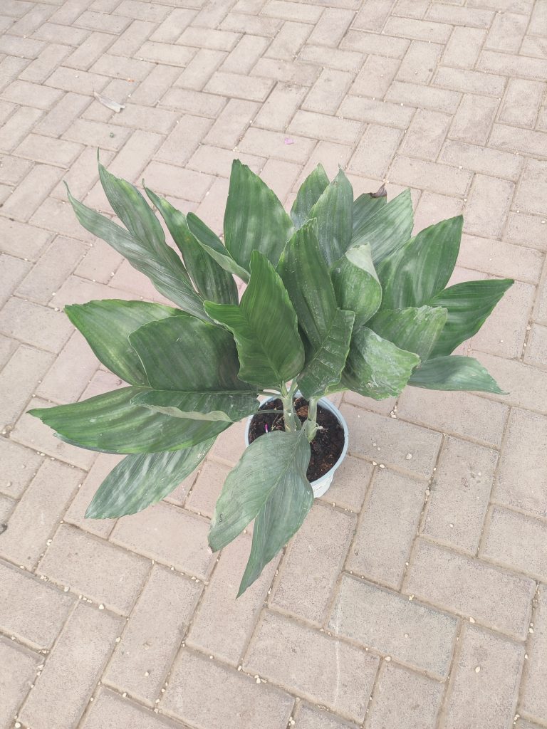 Chamaedorea_metallica_new_up1