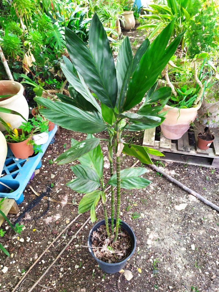 Chamaedorea_metallica_tall_up1