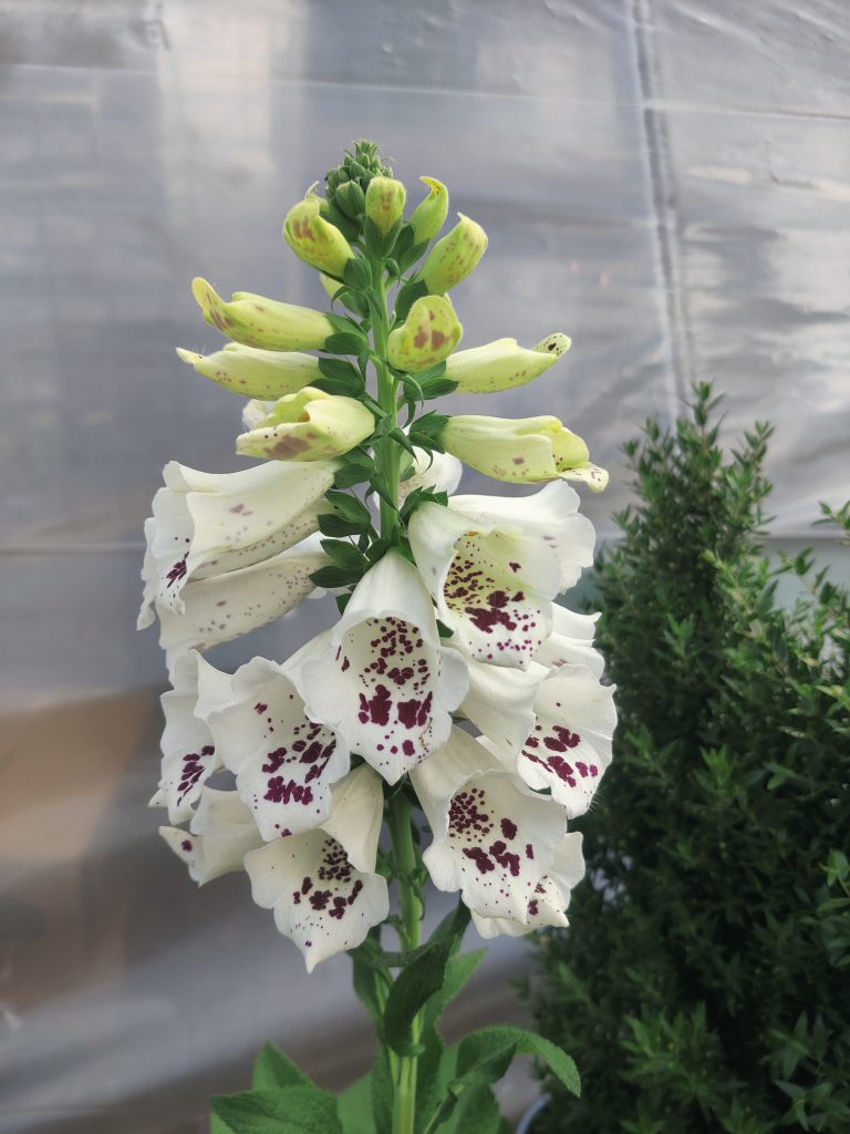 Digitalis_purpurea_flowers_up1