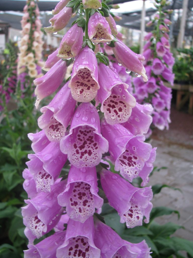 Digitalis_purpurea_flowers_up2