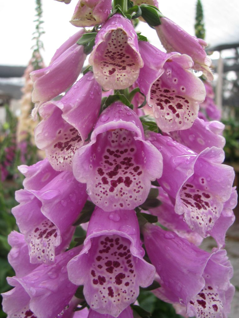 Digitalis_purpurea_flowers_up3