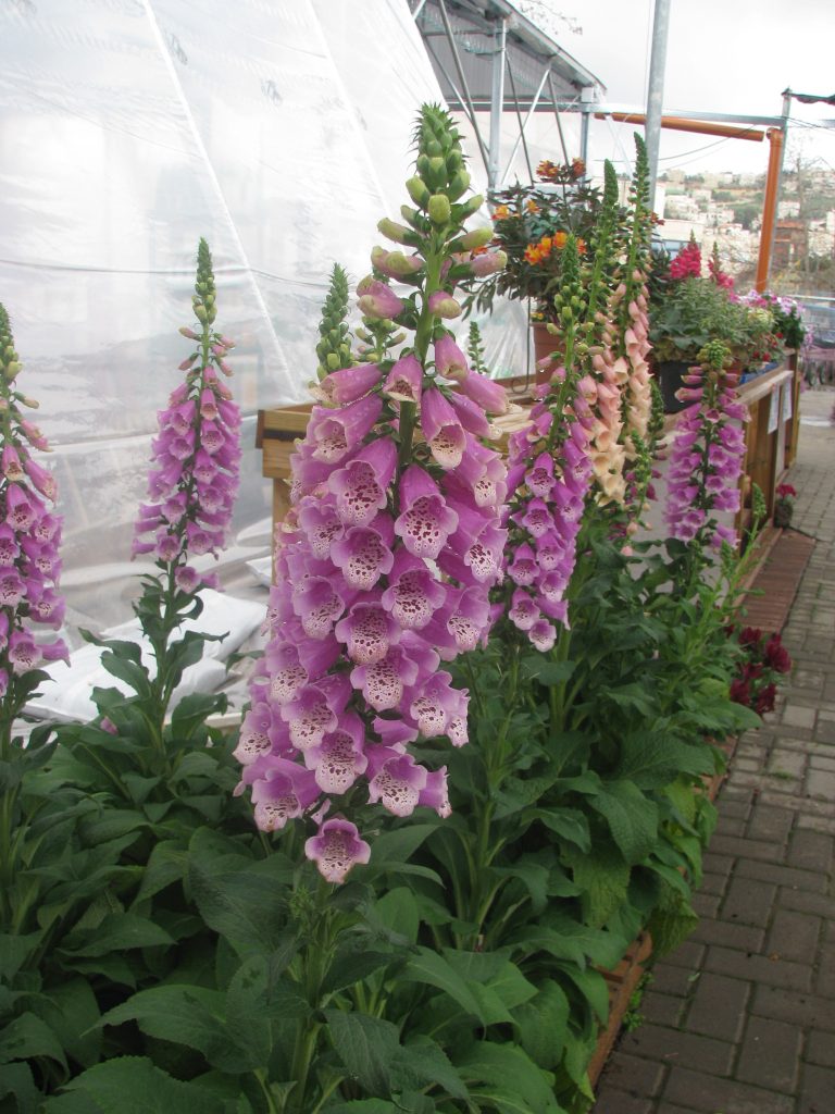 Digitalis_purpurea_flowers_up4