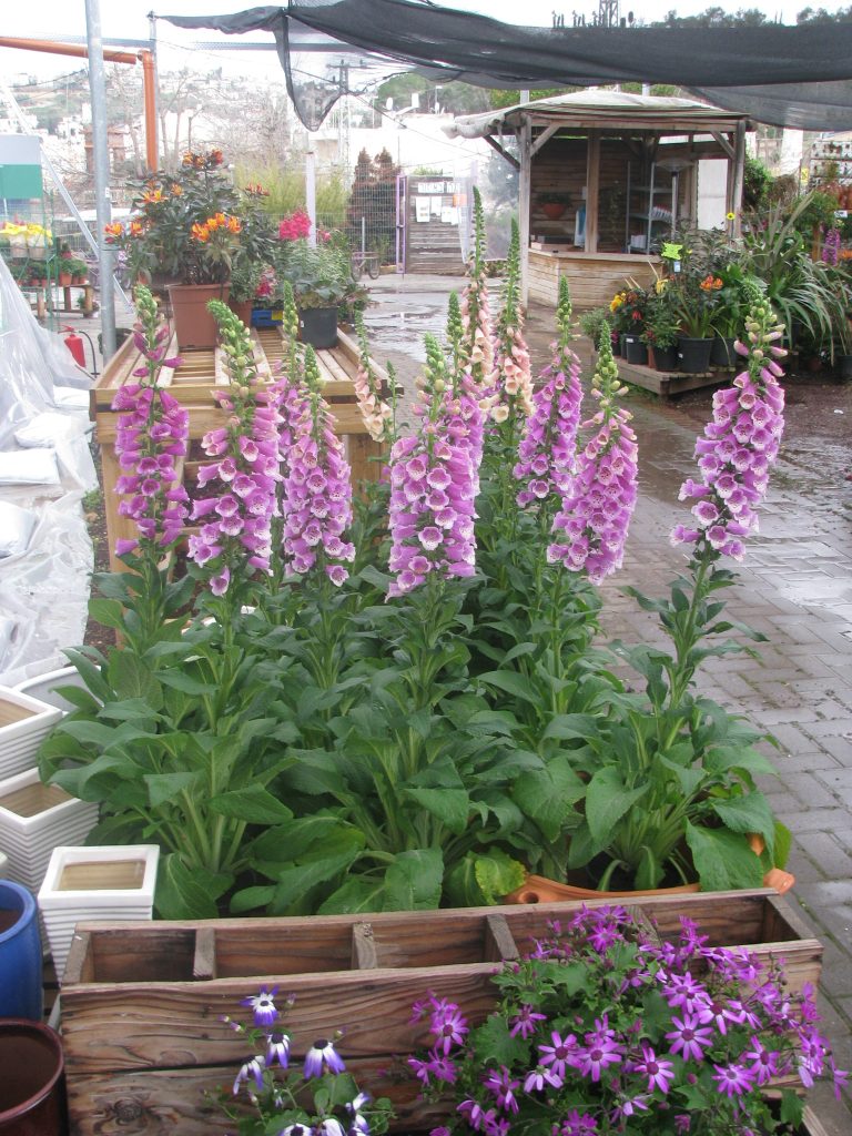 Digitalis_purpurea_full_up1