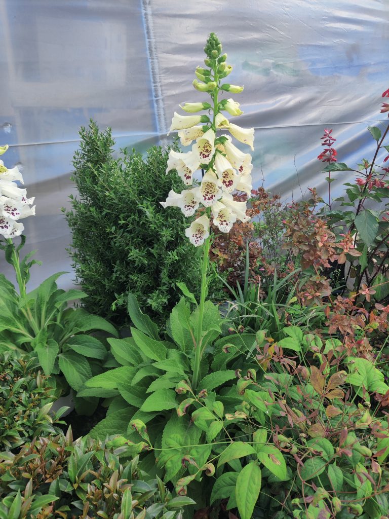 Digitalis_purpurea_full_up2