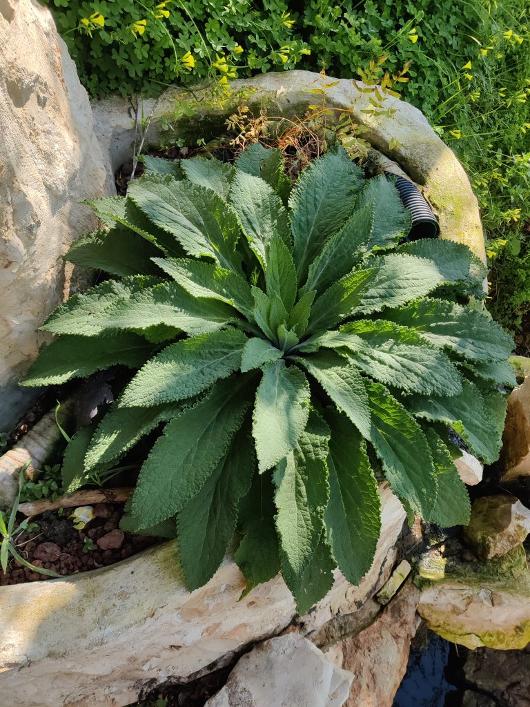 Digitalis_purpurea_leaves_up1