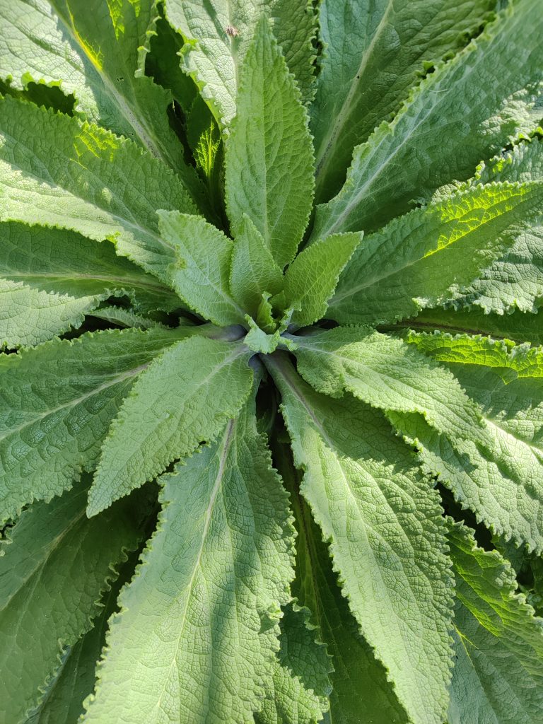 Digitalis_purpurea_leaves_up2