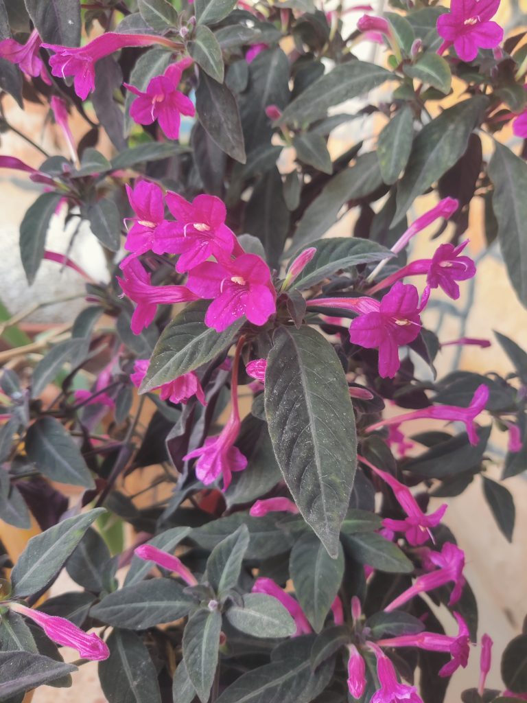 Ruellia_makoyana_flowers_up