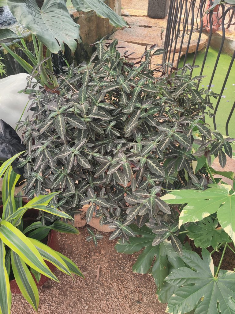 Ruellia_makoyana_full_leaves_up