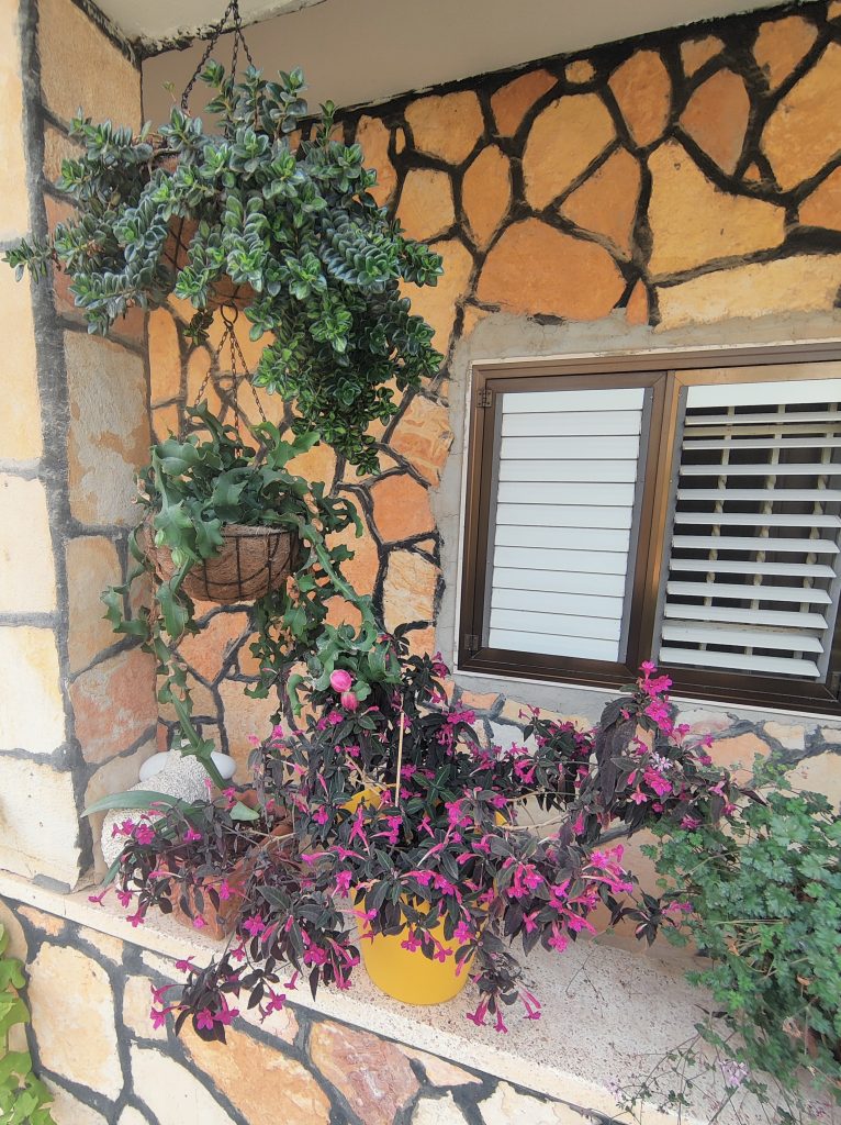 Ruellia_makoyana_full_pot_up_cut_up