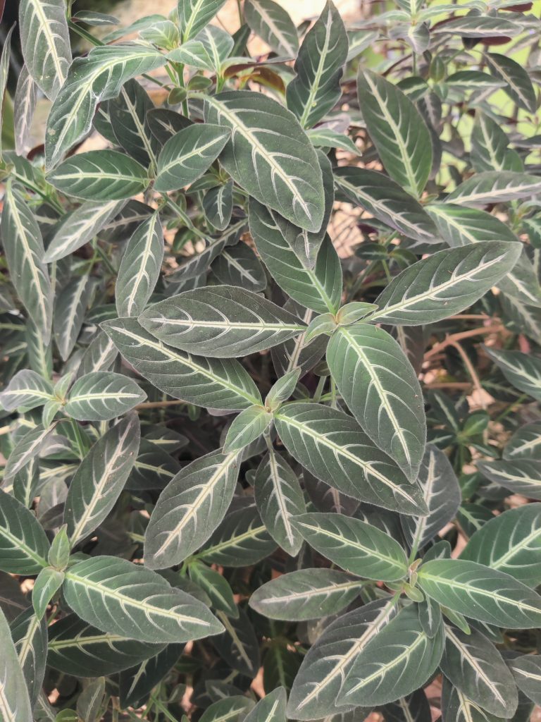 Ruellia_makoyana_leaves_up