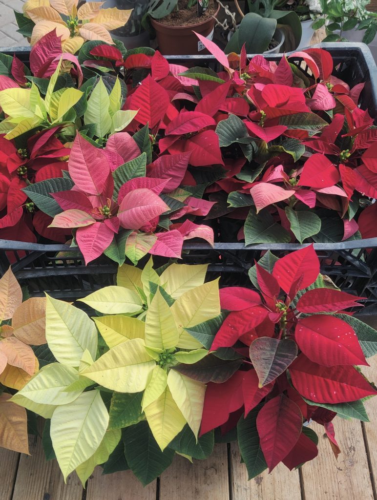 Euphorbia_pulcherrima_mix_pots_cut_up