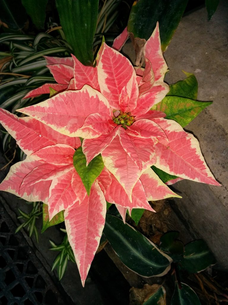 Euphorbia_pulcherrima_pink_up