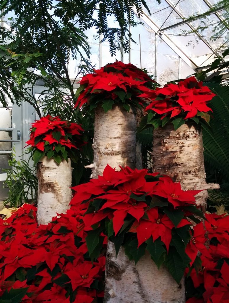 Euphorbia_pulcherrima_show_Canada3_cut_up