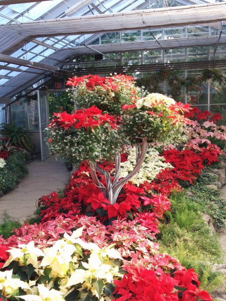 Euphorbia_pulcherrima_show_Canada_up1