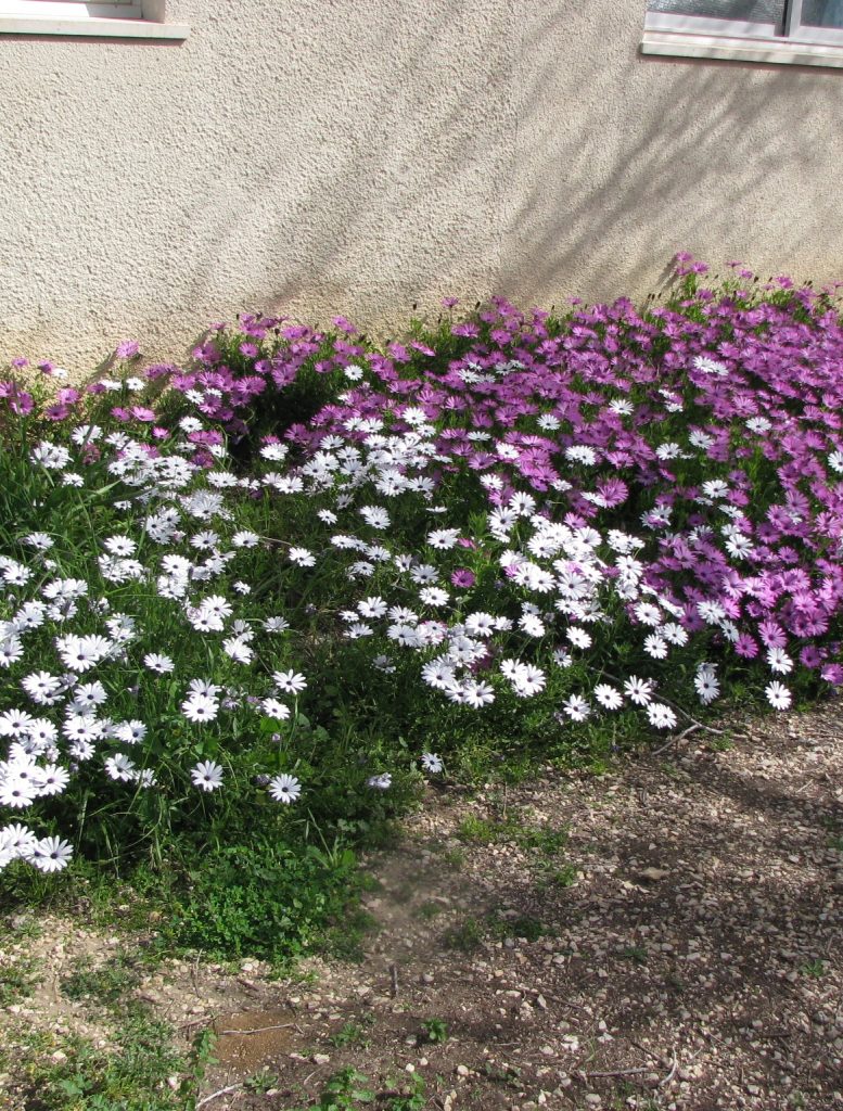 Osteospermum_fruticosum_ground_cover_cut_up