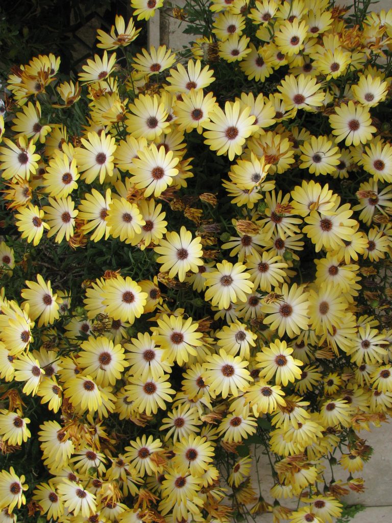 Osteospermum_hybrid_flowers_yellow_up1
