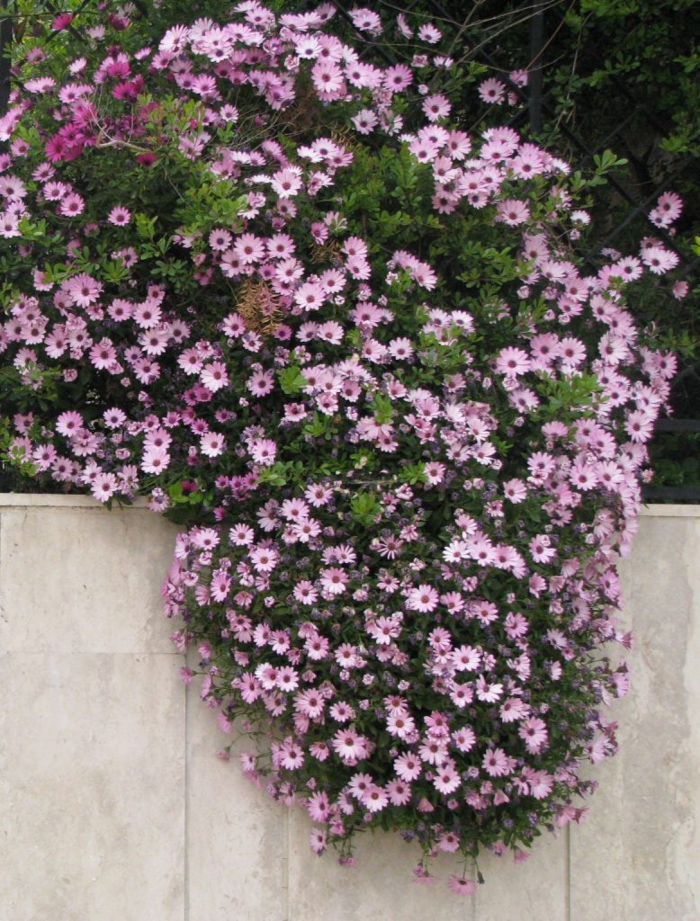 Osteospermum_hybrid_wall_group2_cut_up