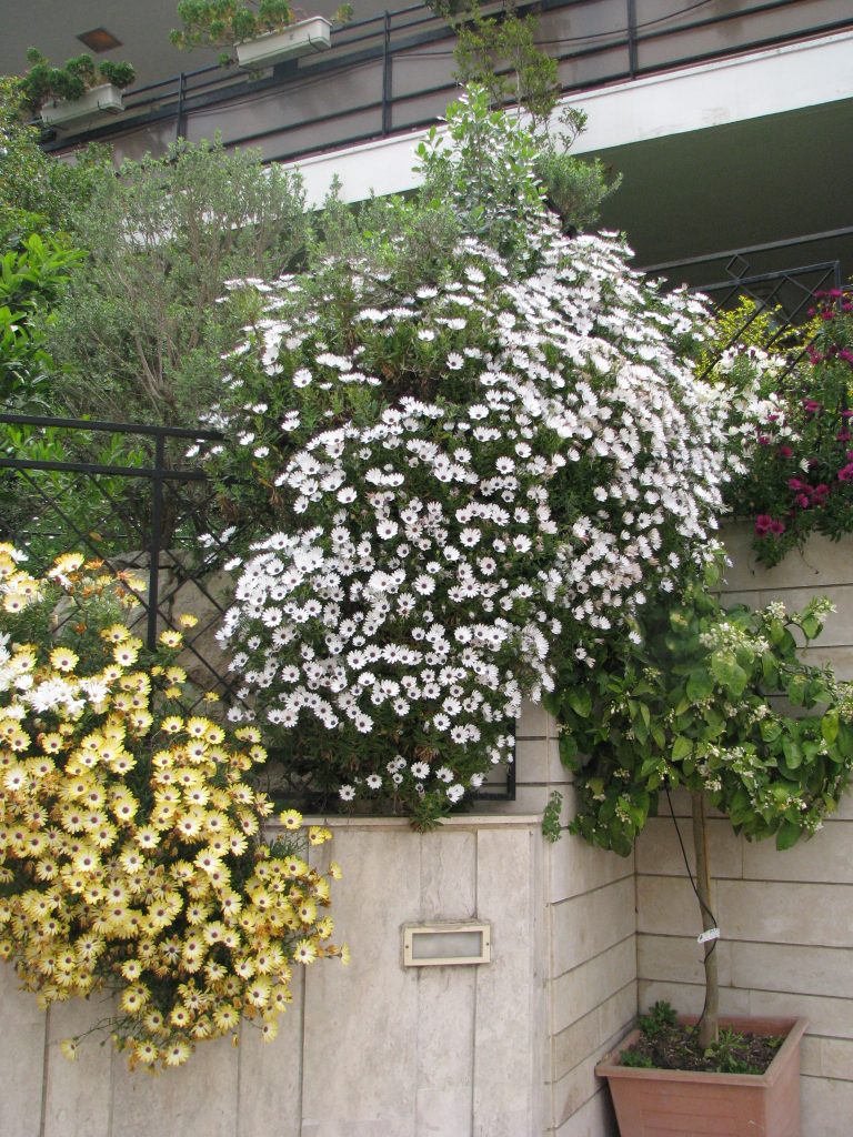 Osteospermum_hybrid_wall_group_up