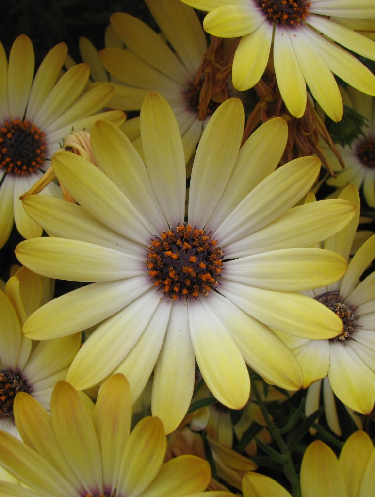 Osteospermum_hybrid_yellow_flower_cut_up