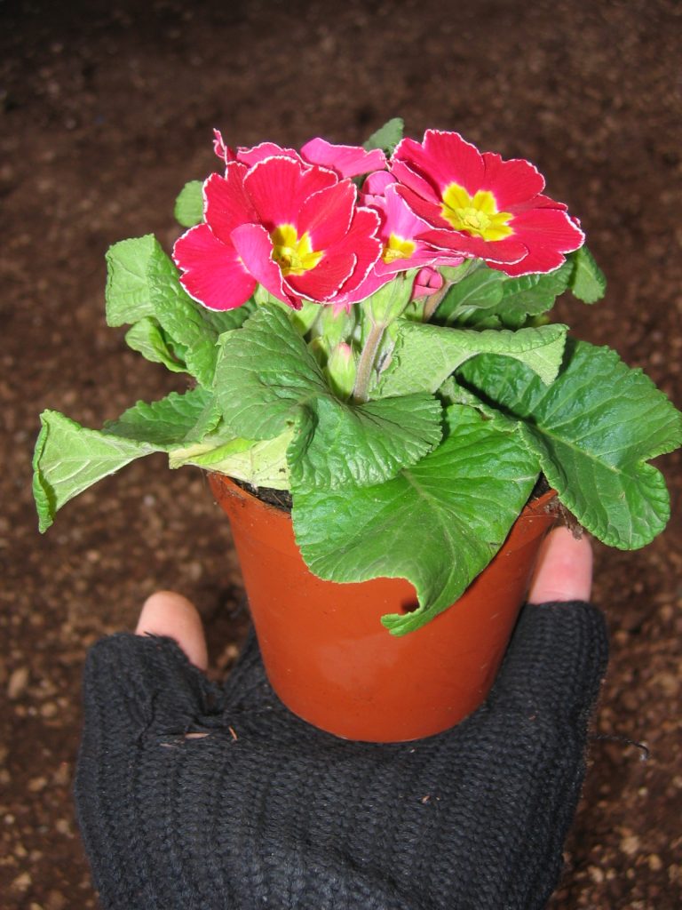 Primula_vulgaris_full_up1