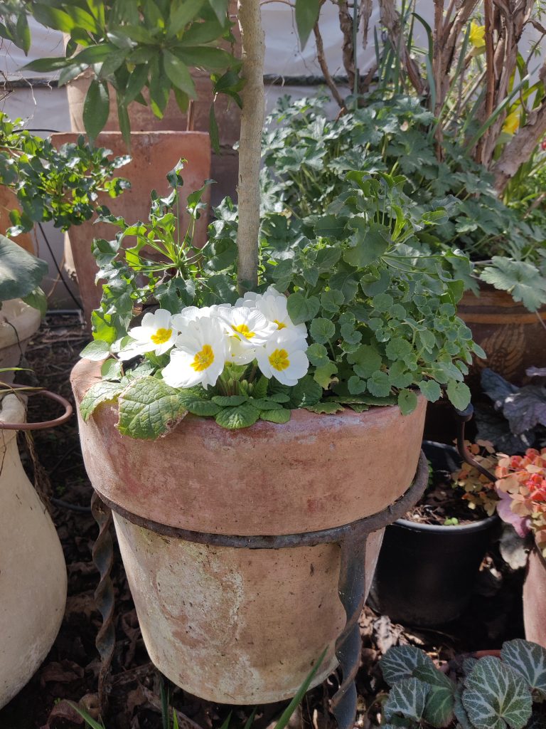 Primula_vulgaris_pot_up1